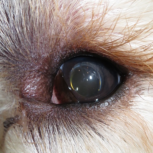 Benji example case cataracts web