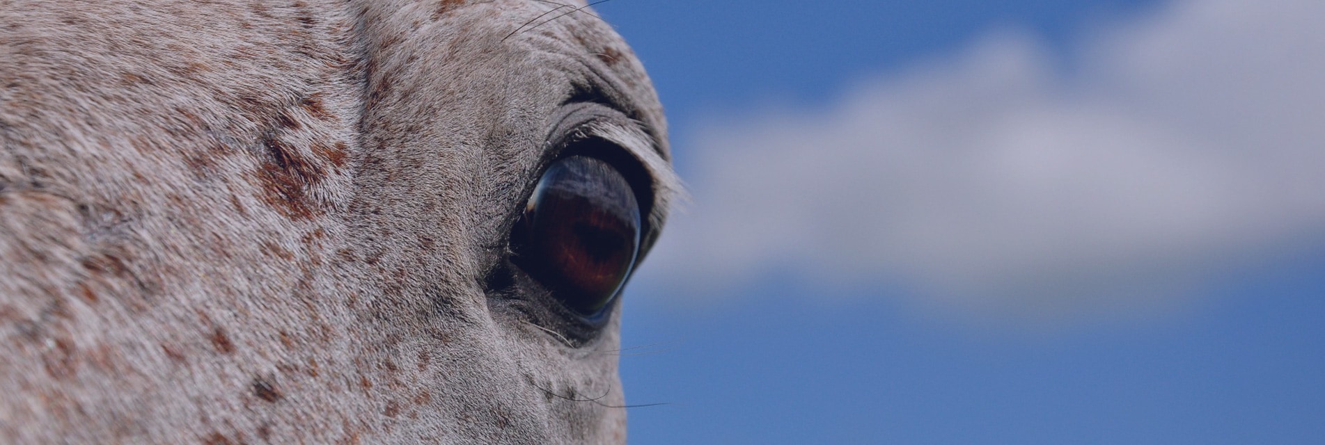 Equine ophthalmology referral service for the North of England