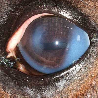 An example of Equine Corneal Oedema