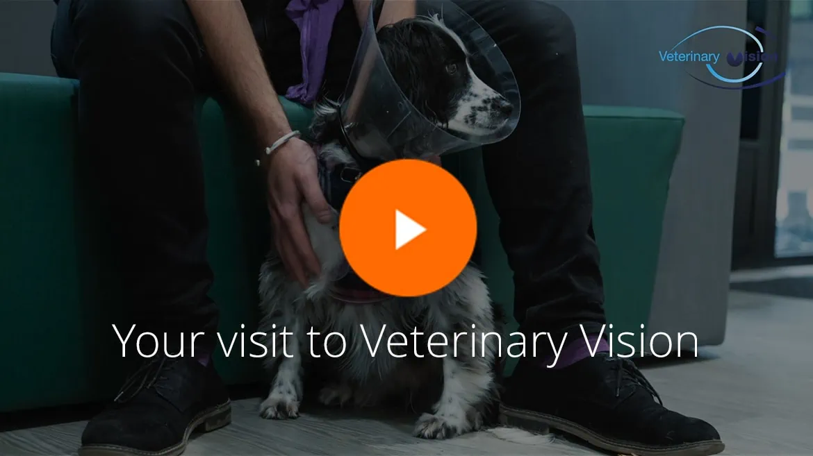 Your visit to veterinary vision